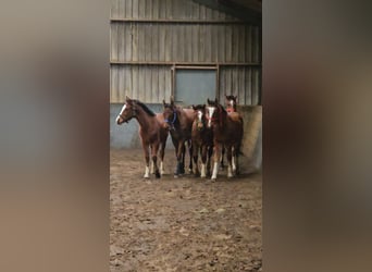 Freiberger, Hengst, 1 Jaar, 158 cm, Bruin