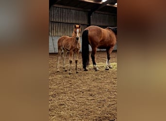 Freiberger, Hengst, 1 Jaar, 160 cm, Donkere-vos