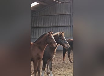 Freiberger, Hengst, 1 Jaar, 160 cm, Donkere-vos