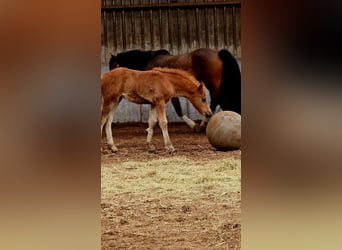 Freiberger, Hengst, 1 Jaar, 160 cm, Donkere-vos