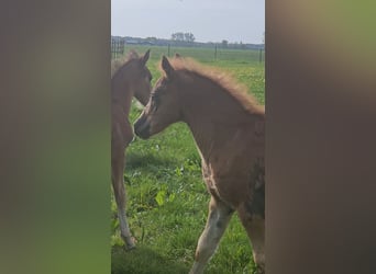 Freiberger, Hengst, 1 Jaar, 160 cm, Donkere-vos