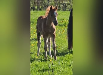 Freiberger, Hengst, 1 Jaar, 160 cm, Donkere-vos