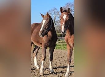 Freiberger, Hengst, 1 Jaar, 160 cm, Donkere-vos