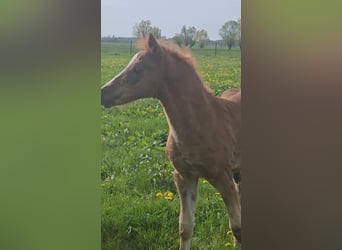 Freiberger, Hengst, 1 Jaar, 160 cm, Donkere-vos