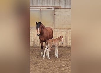 Freiberger, Hengst, 1 Jaar, 160 cm, Donkere-vos