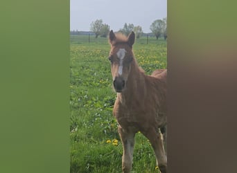 Freiberger, Hengst, 1 Jaar, 160 cm, Donkere-vos