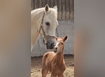 Freiberger, Hengst, 1 Jaar, 160 cm, Vos