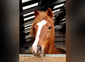 Freiberger, Hengst, 1 Jaar, 160 cm, Vos