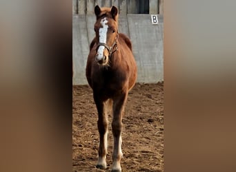 Freiberger, Hengst, 1 Jaar, 160 cm, Vos