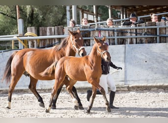 Freiberger, Hengst, 1 Jaar, Bruin