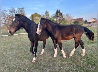 Freiberger, Hengst, 1 Jaar, Donkerbruin