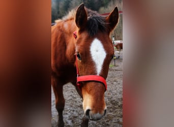 Freiberger, Hengst, 1 Jaar, Roodbruin