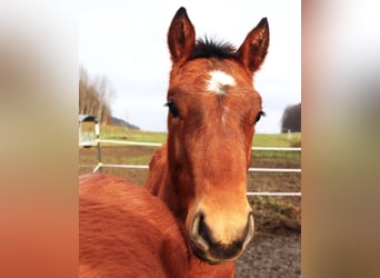 Freiberger, Hengst, 1 Jaar, Roodbruin