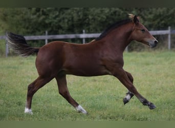 Freiberger, Hengst, 1 Jahr, 155 cm, Brauner