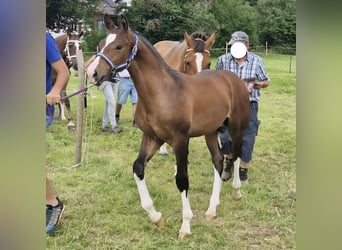 Freiberger, Hengst, 1 Jahr, 160 cm, Brauner