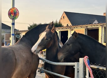 Freiberger, Hengst, 1 Jahr, Dunkelbrauner