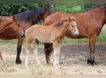 Freiberger, Hengst, 2 Jaar, 155 cm, Bruin