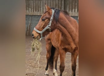 Freiberger, Hengst, 2 Jaar, 160 cm, Bruin
