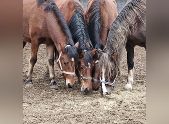 Freiberger, Hengst, 2 Jaar, 160 cm, Bruin