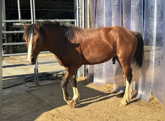 Freiberger, Hengst, 4 Jahre, Brauner