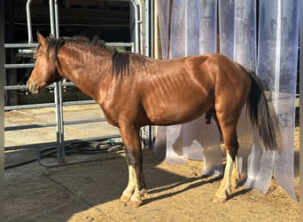 Freiberger, Hengst, 4 Jahre, Brauner