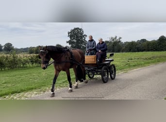 Freiberger, Hengst, 9 Jaar, 160 cm, Bruin