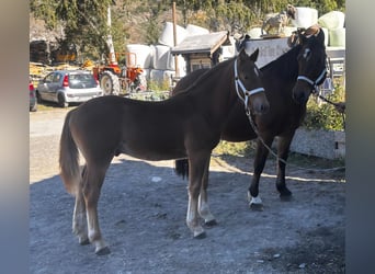 Freiberger, Hengst, Fohlen (03/2026), 153 cm, Dunkelfuchs