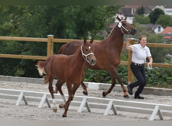 Freiberger, Hengst, Fohlen (04/2026), 154 cm, Fuchs