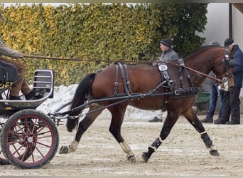 Freiberger, Hengst, Fohlen (03/2026), 155 cm, Brauner