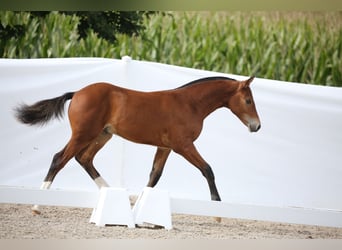 Freiberger, Hengst, Fohlen (04/2025), 155 cm, Brauner
