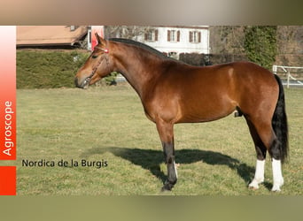 Freiberger, Hengst, Fohlen (04/2026), 155 cm, Dunkelbrauner