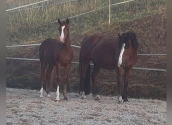 Freiberger, Hengst, Fohlen (03/2026), Dunkelbrauner