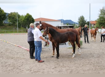 Freiberger, Hengst, Fohlen (04/2025), Dunkelbrauner