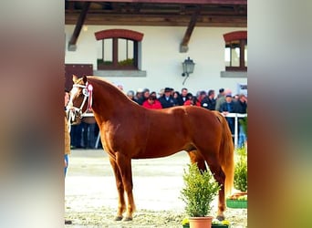 Freiberger, Hengst, 12 Jahre, 160 cm, Rotfuchs