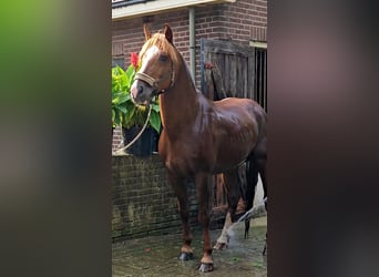 Freiberger, Hengst, 12 Jahre, 160 cm, Rotfuchs