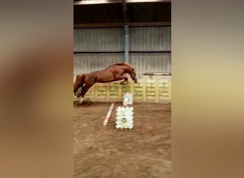 Freiberger, Hengst, 12 Jahre, 160 cm, Rotfuchs
