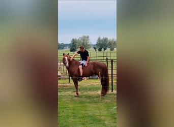 Freiberger, Hengst, 12 Jahre, 160 cm, Rotfuchs