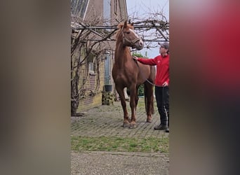 Freiberger, Hengst, 12 Jahre, 160 cm, Rotfuchs