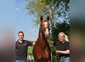 Freiberger, Hengst, 12 Jahre, 160 cm, Rotfuchs