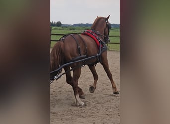 Freiberger, Hengst, 12 Jahre, 160 cm, Rotfuchs