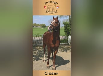 Freiberger, Hengst, 12 Jahre, 160 cm, Rotfuchs