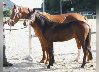 Freiberger, Hengst, Veulen (03/2026), 153 cm, Donkerbruin