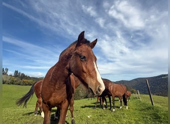 Freiberger, Hengst, Veulen (01/2025), 155 cm, Bruin
