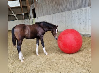 Freiberger, Hengst, Veulen (03/2025), 155 cm, Donkerbruin