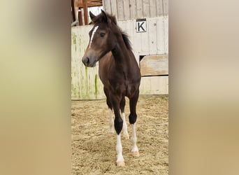 Freiberger, Hengst, Veulen (03/2025), 155 cm, Donkerbruin