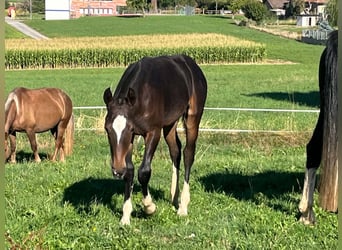 Freiberger, Hengst, Veulen (03/2026), 156 cm, Donkerbruin