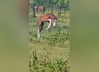 Freiberger, Hengst, Veulen (05/2025), 157 cm, Donkere-vos