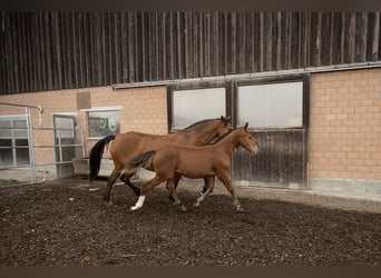 Freiberger, Hengst, Veulen (03/2026), 160 cm, Bruin