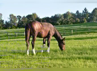 Freiberger, Hengst, Veulen (04/2025), Donkerbruin