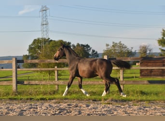 Freiberger, Hengst, Veulen (04/2025), Donkerbruin